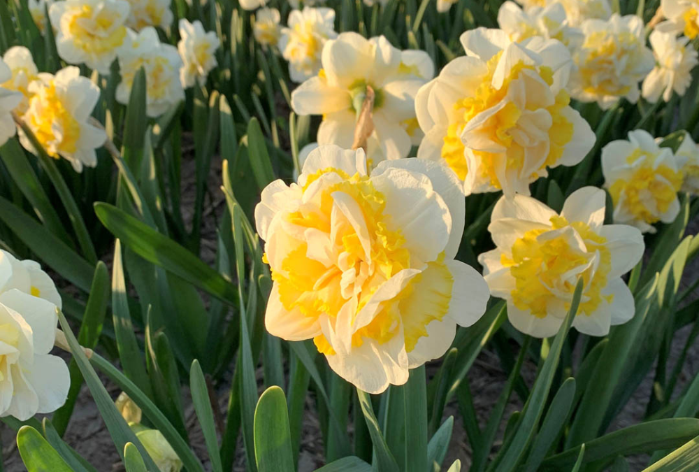Daffodil Manly