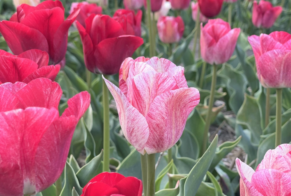 Planting tulips in pots red