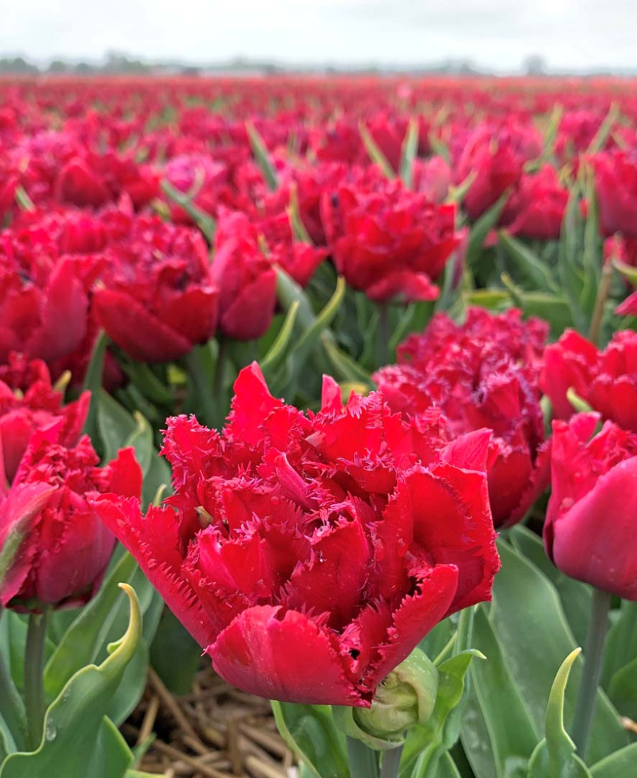 Cut Flower Tulip red