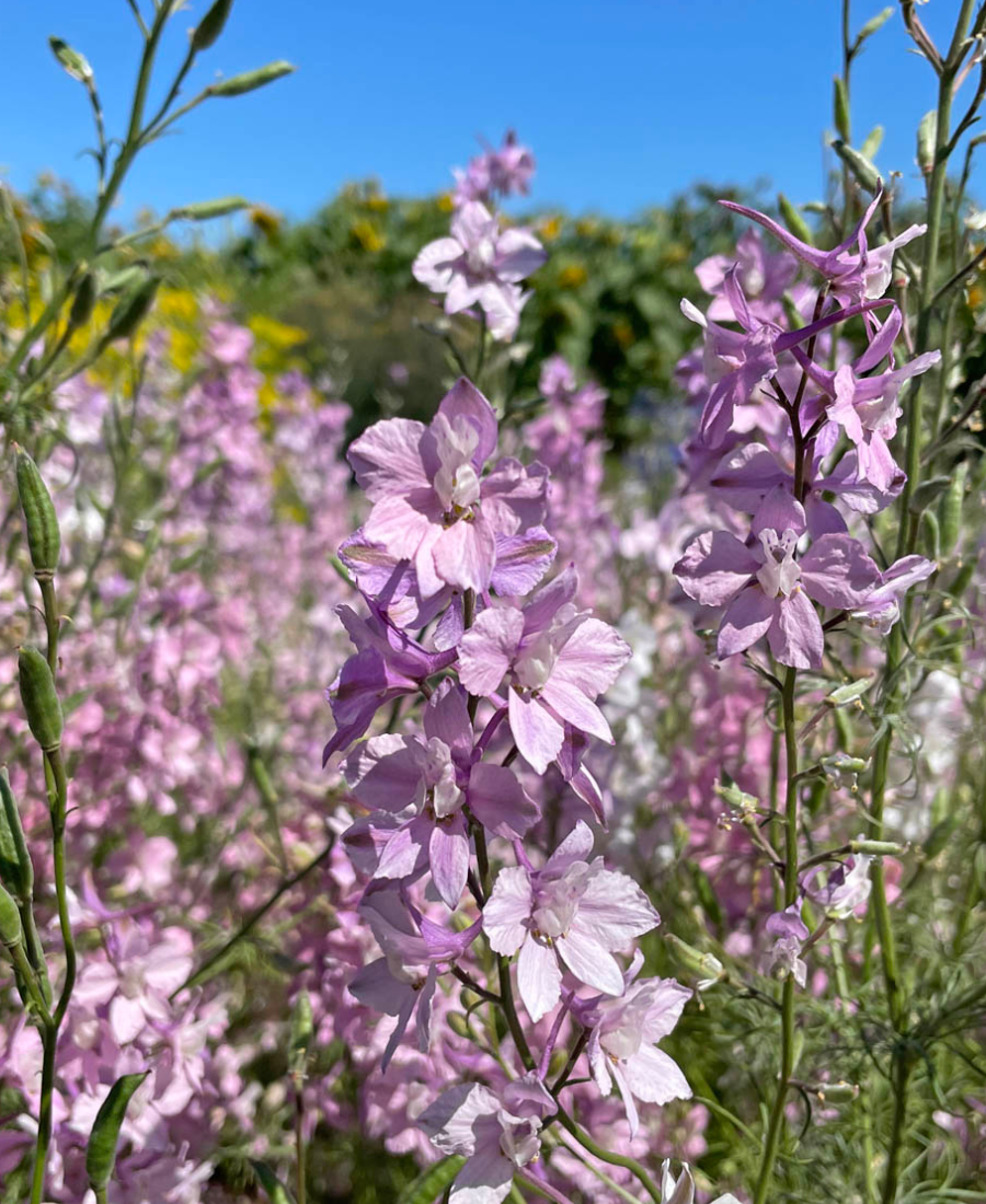 Delphinium flower Belladonna