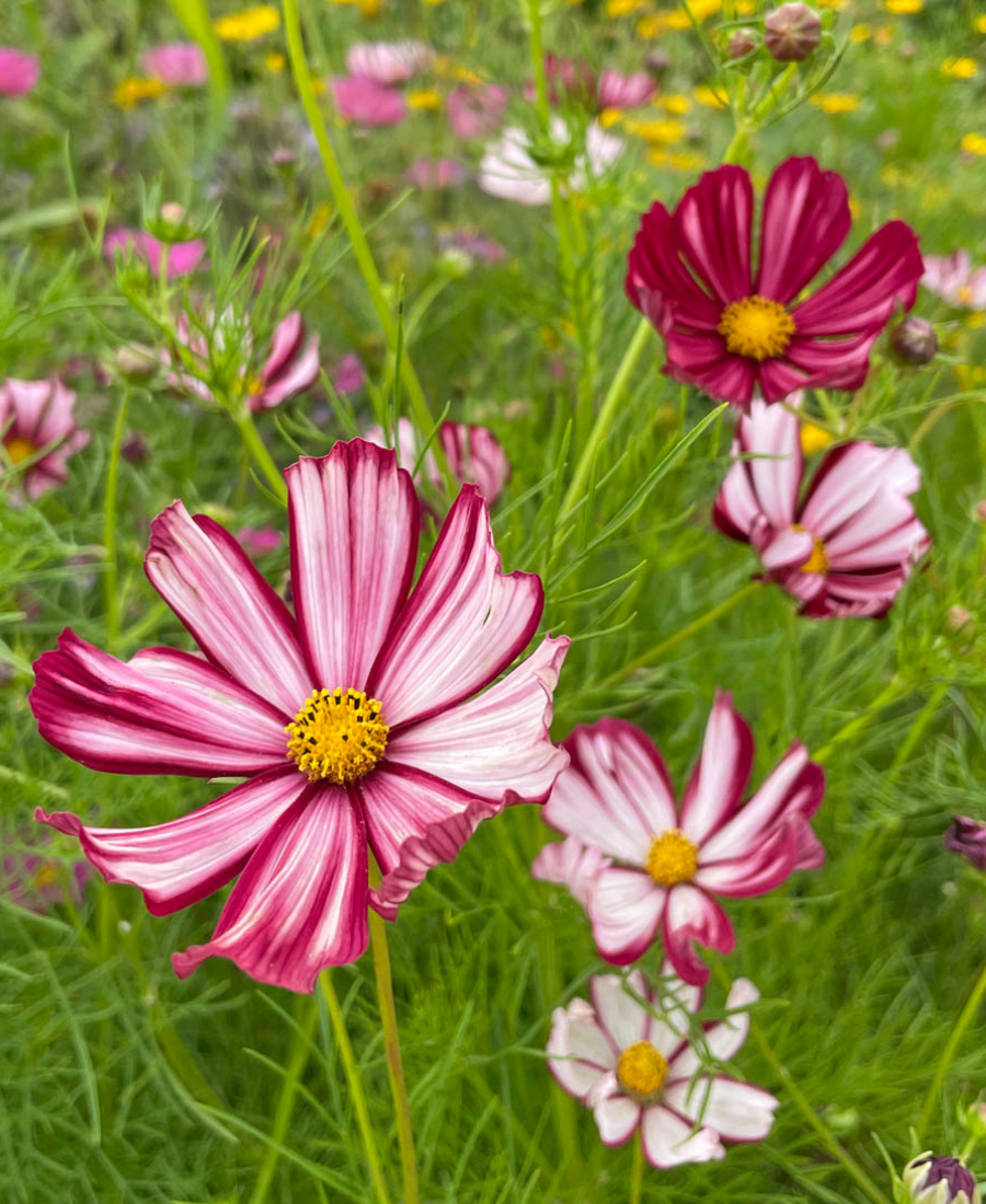 Cosmos Flower Red