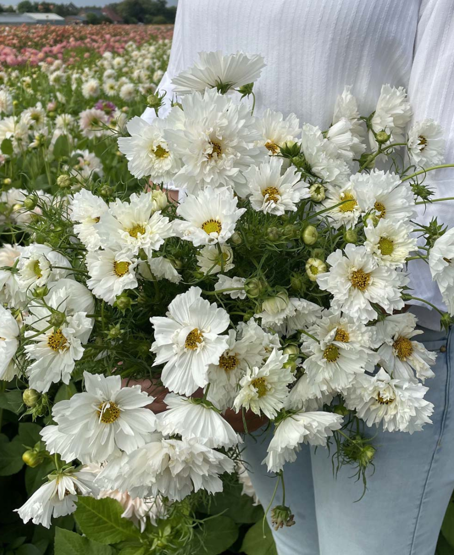 Cosmos Flower White