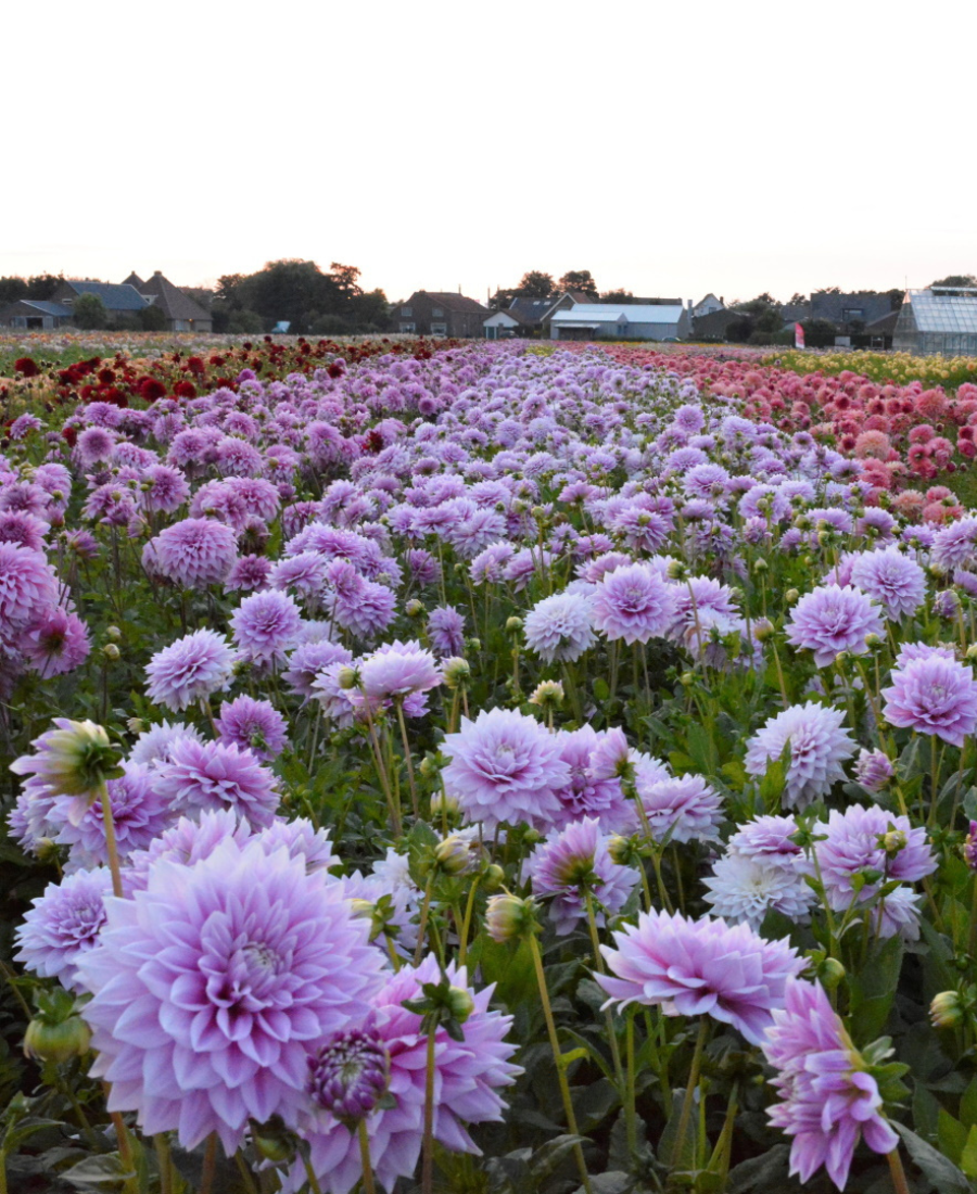 Dahlia purple