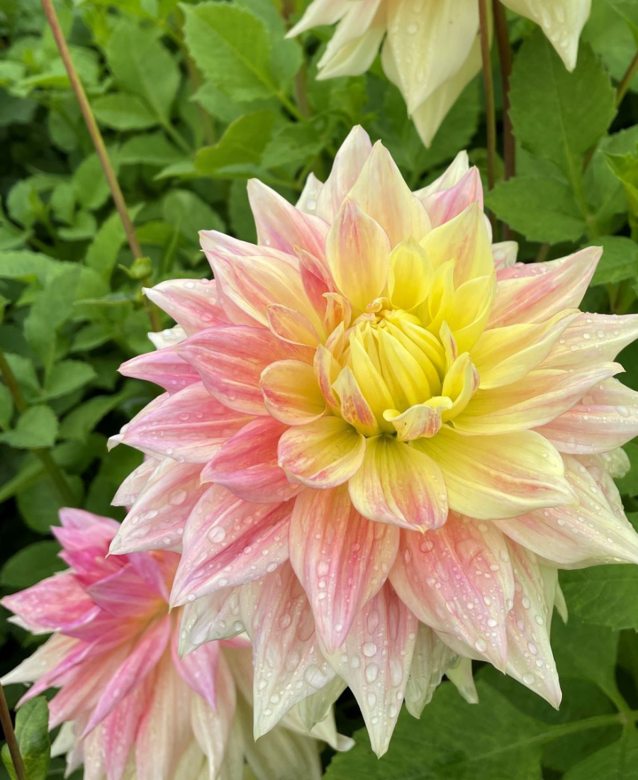 Dahlia tuber pink rain