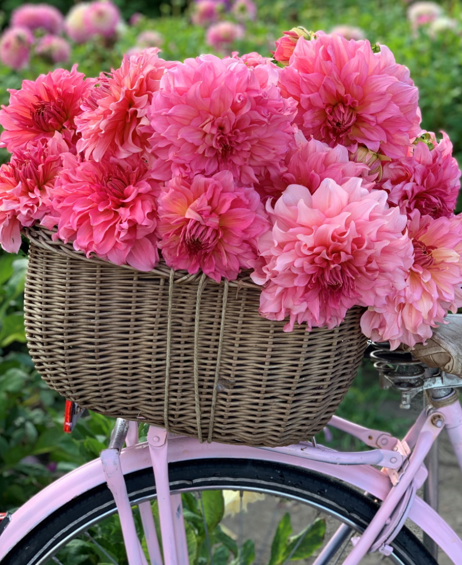 Dinnerplate Dahlia Pink Bicycle