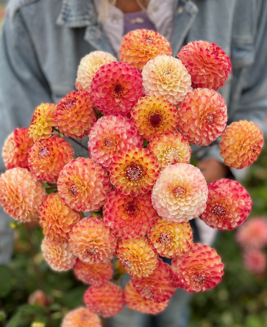 Pompon Dahlia Orange