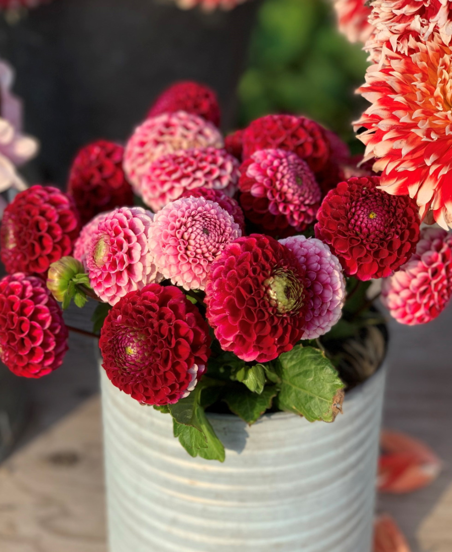 Dahlia pompon red and pink