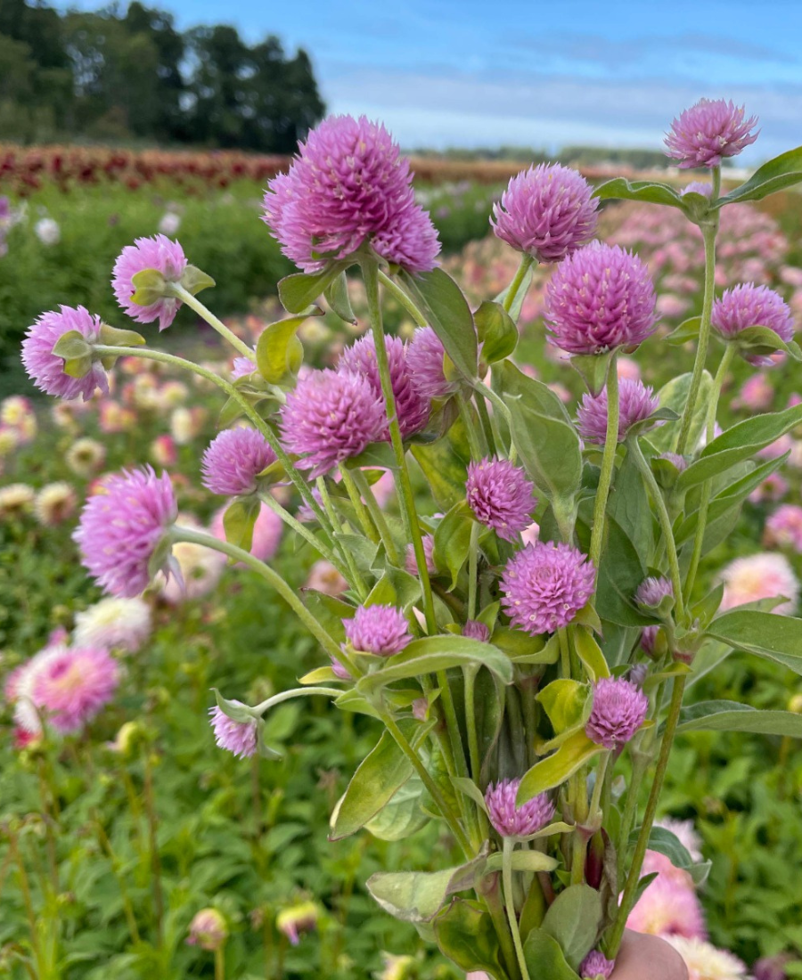 Gomphrena Pink