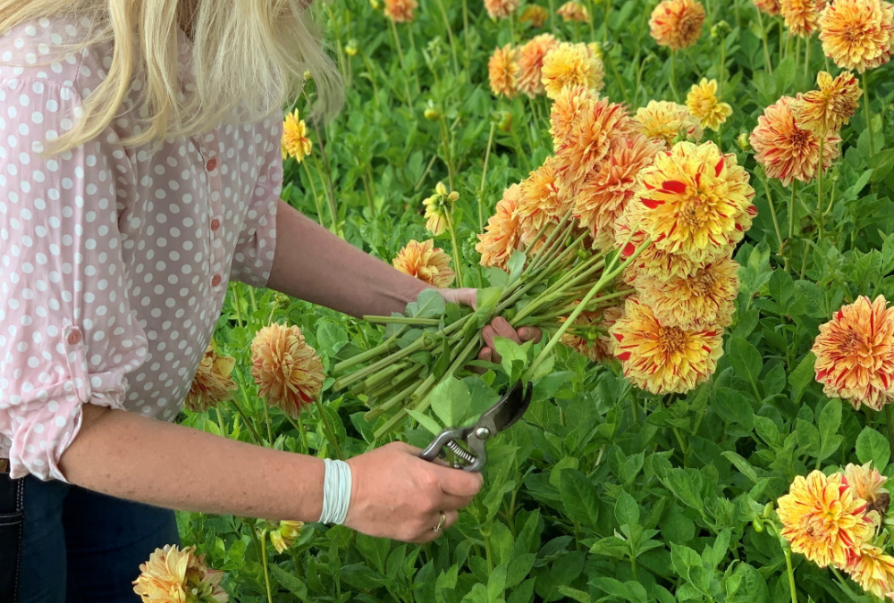 Growing dahlia's