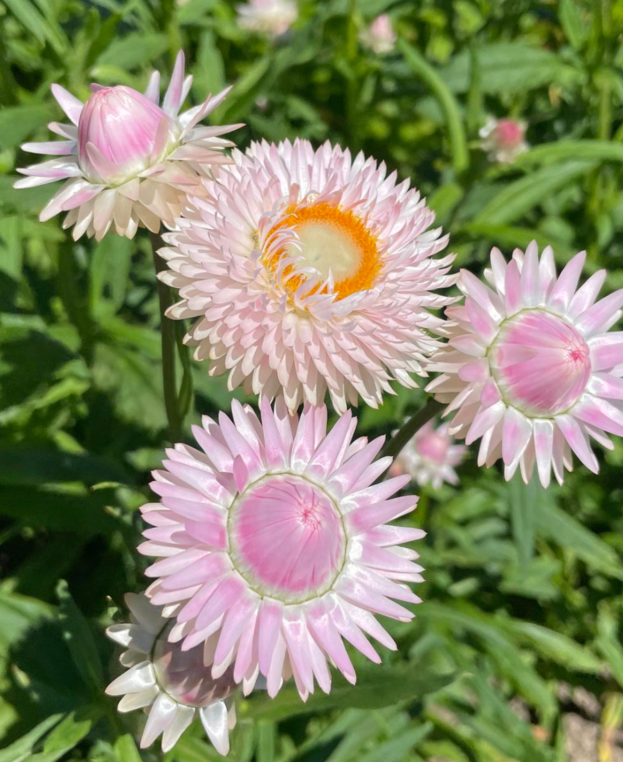 Helichrysum Silvery Rose