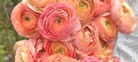 Italian ranunculus