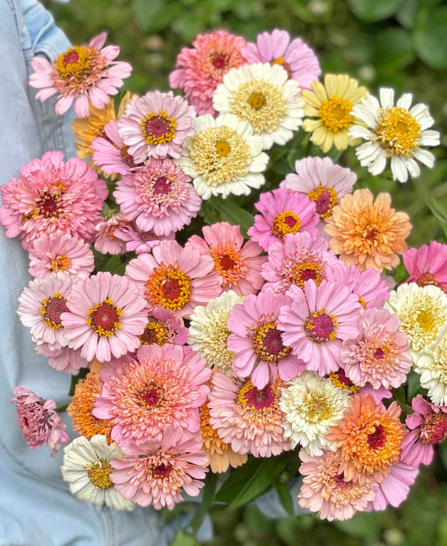 Zinnia Seeds Pink and Peach