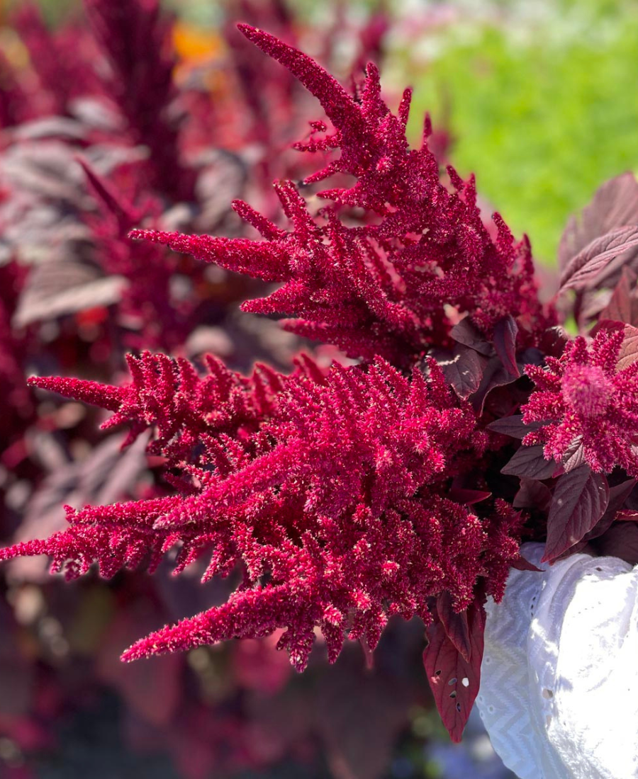 Amaranth Velvet Red