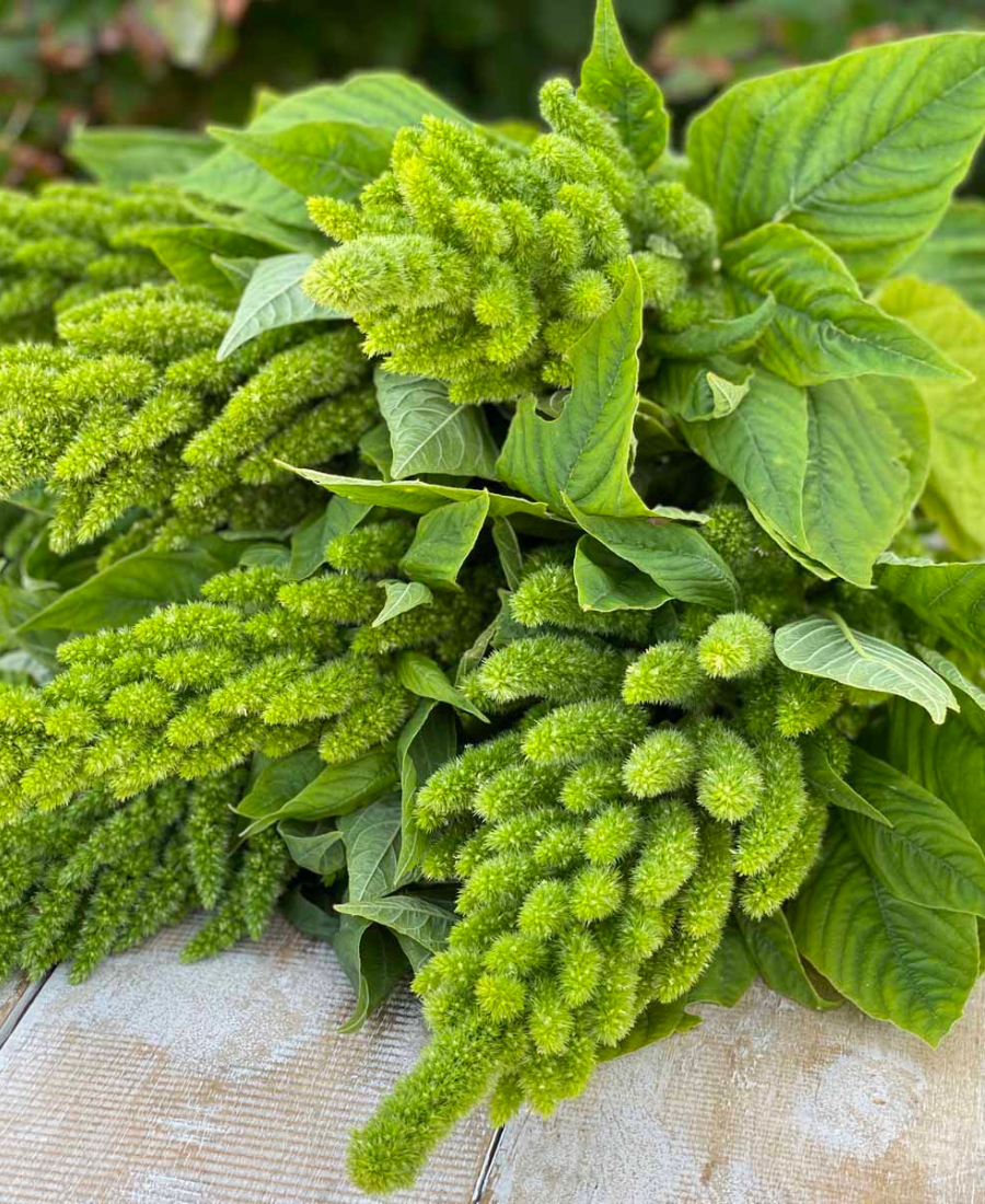 Amaranth Green Thumb