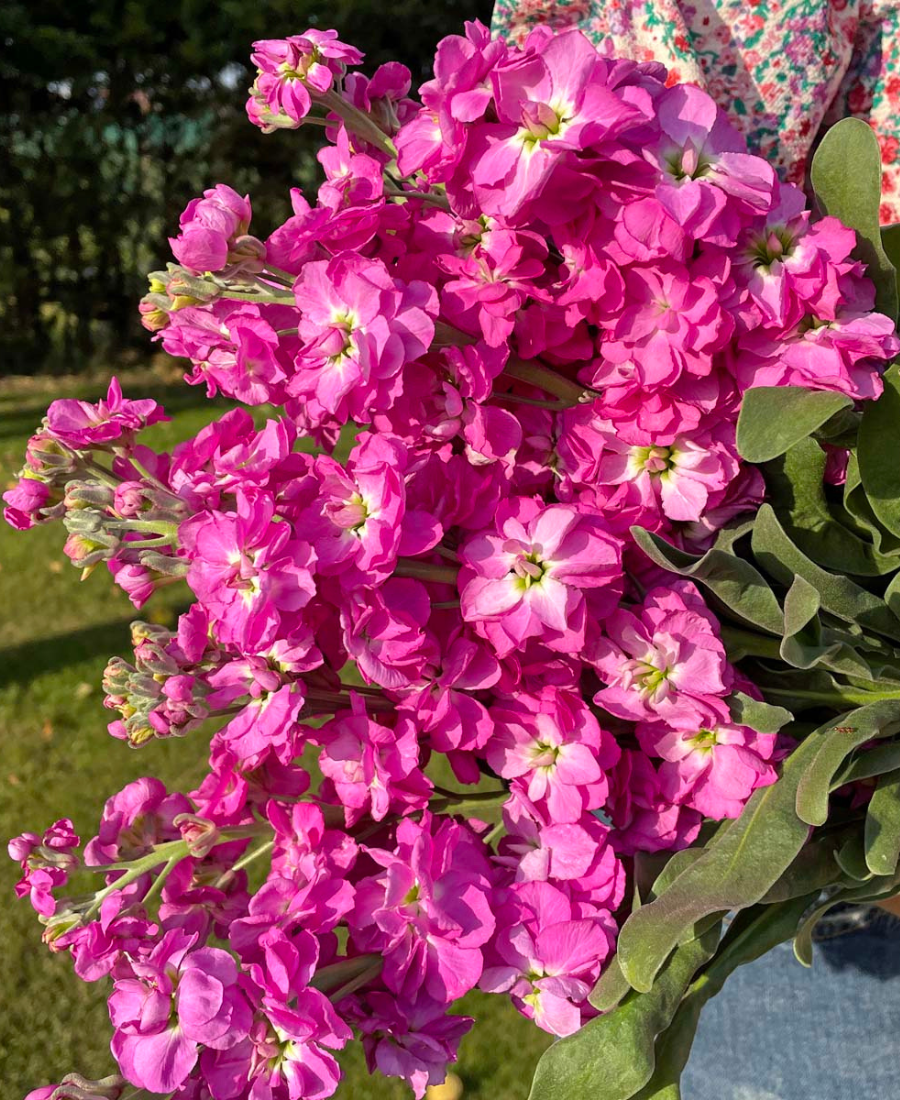 Matthiola Pink