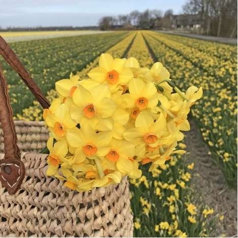 Narcissus Martinette