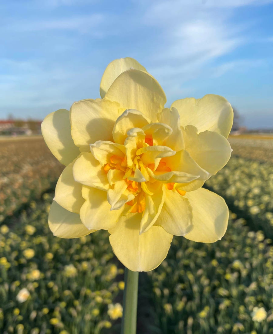 Narcisse à grande couronne Avalon - Bulbes à fleurs automne / Narcisses -  Samen-Mauser