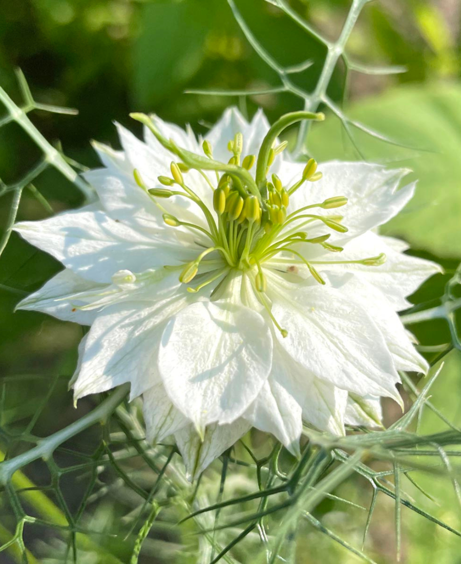 Nigella Flower White