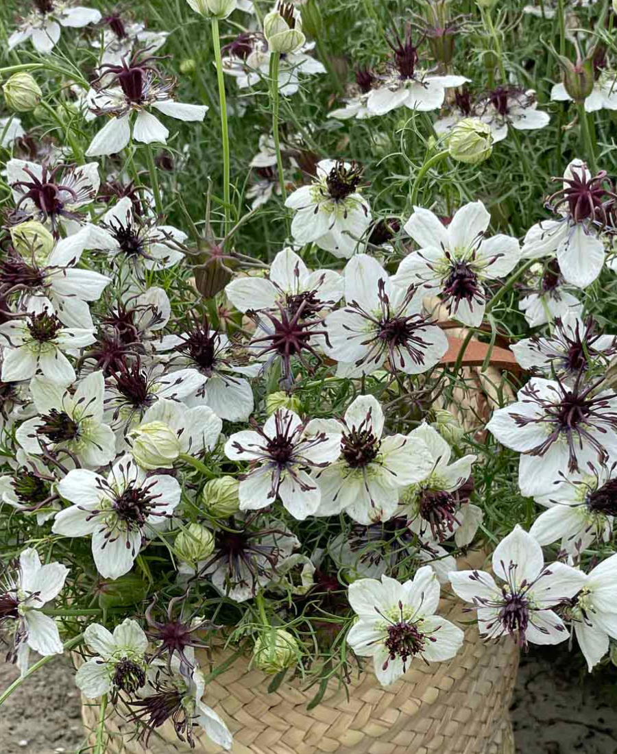 Nigella Flower African