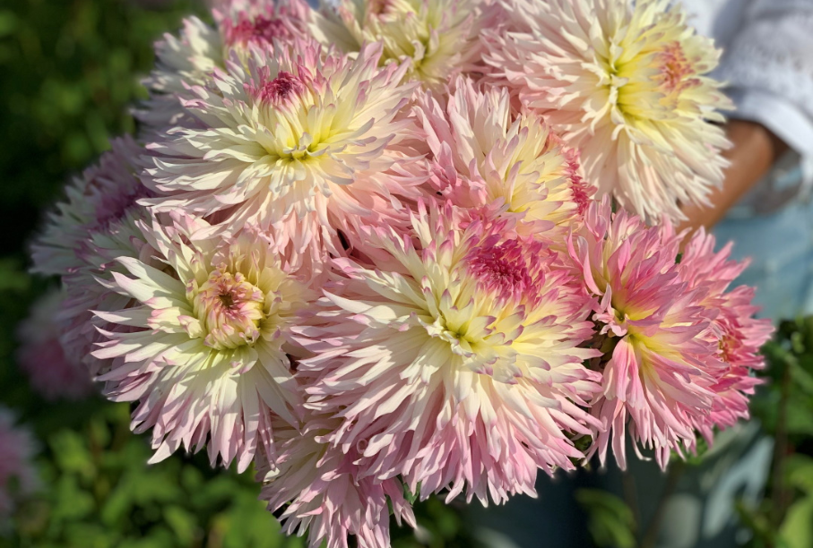 Dahlia bloom pink