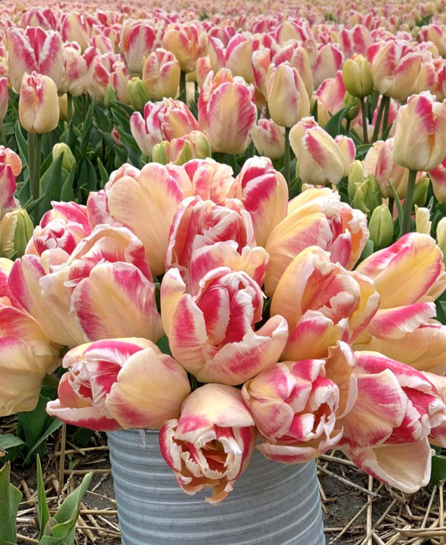 Bushing Parrot tulips 