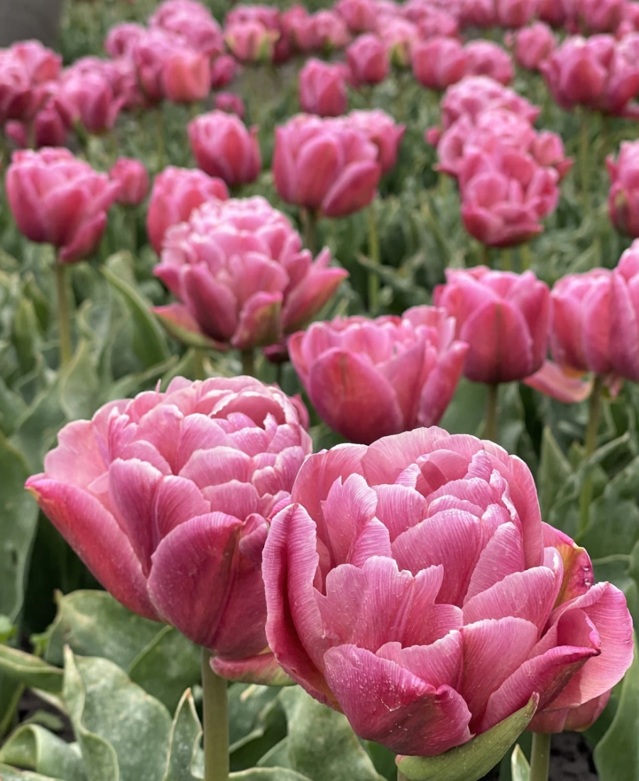 Peony tulips taiwan