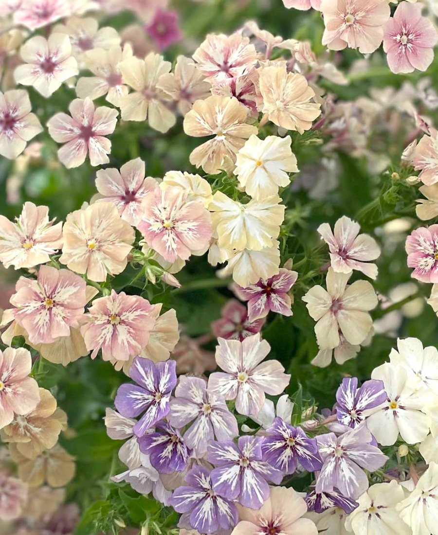 Scabiosa Flower Creme Brulee