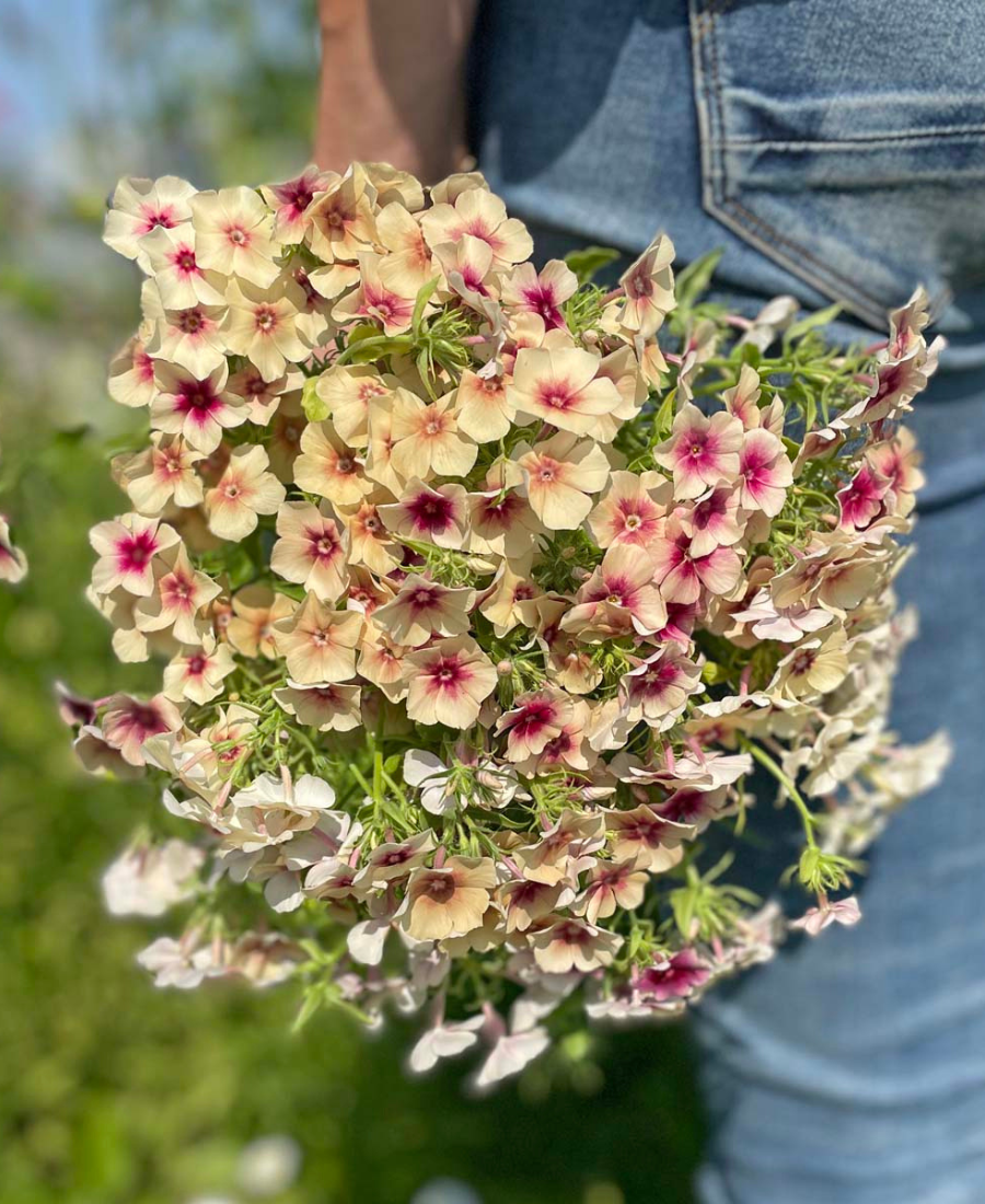 Phlox Cherry