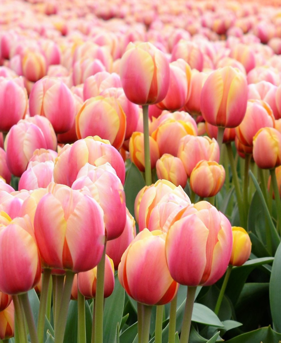 Pink tulips Marit