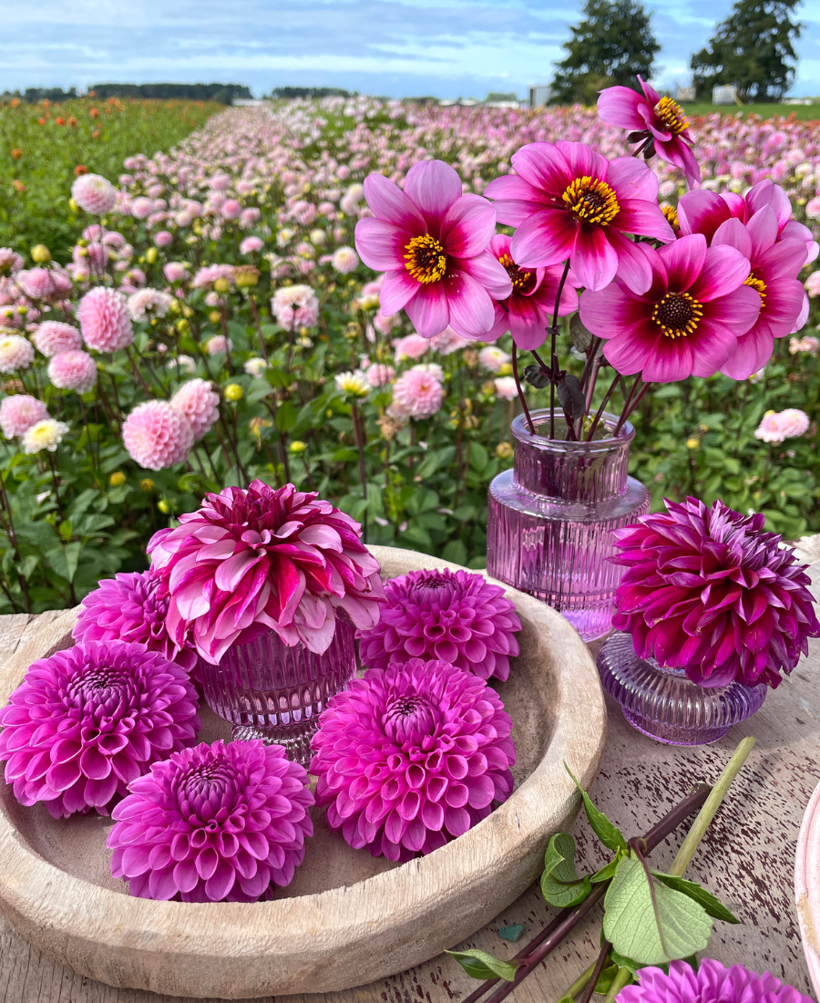 Purple Dahlia Mix 