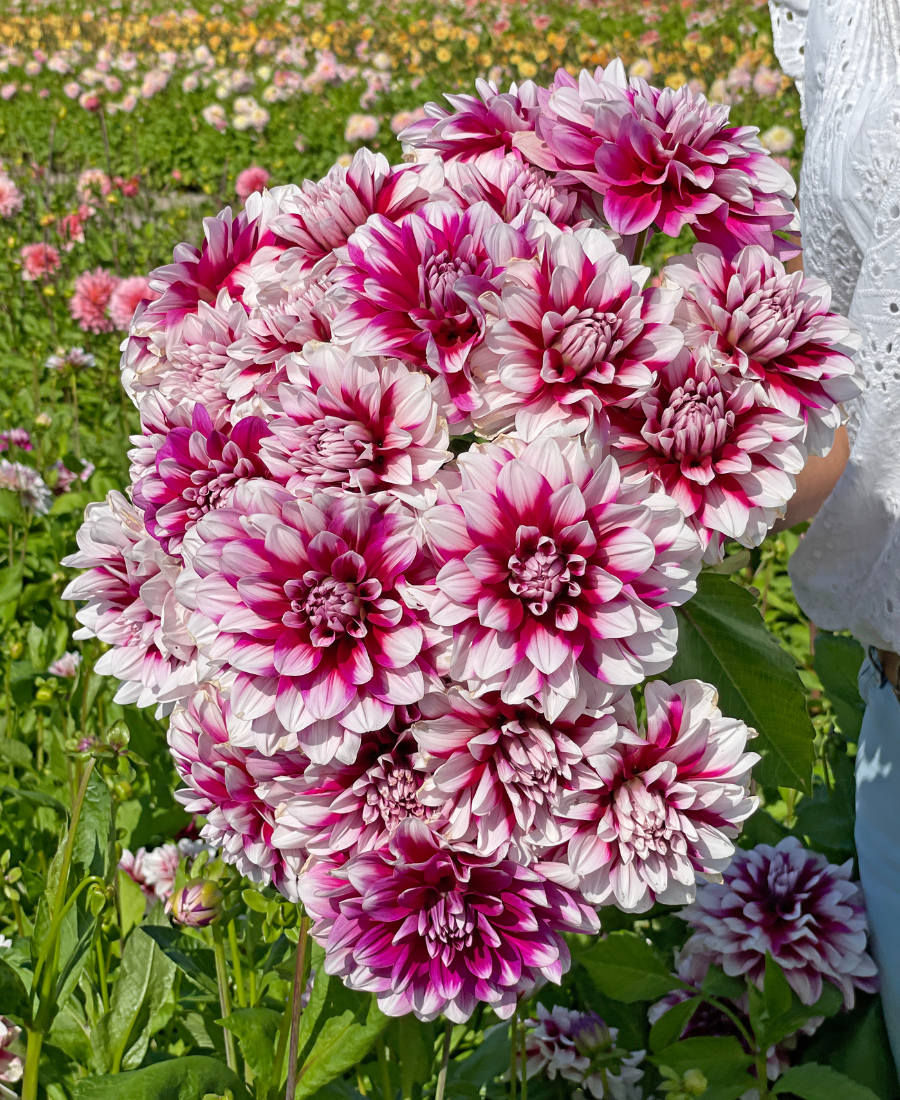 Purple Dahlia Patches