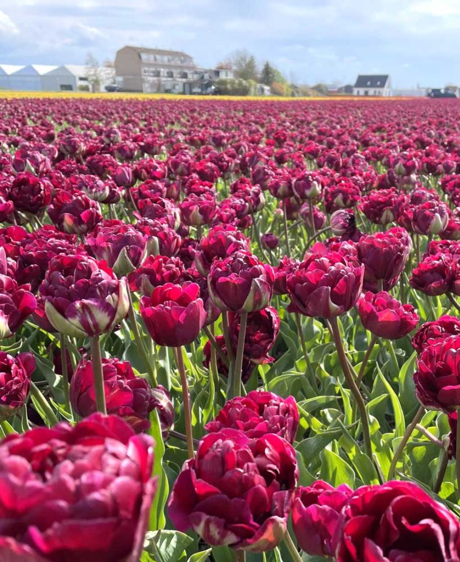 Purple tulips Jinan