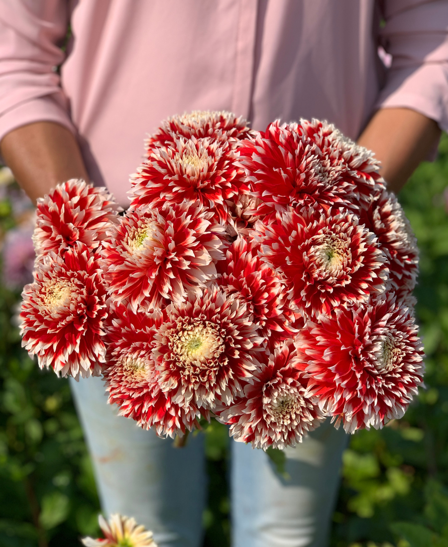 Red Dahlia Bouquet