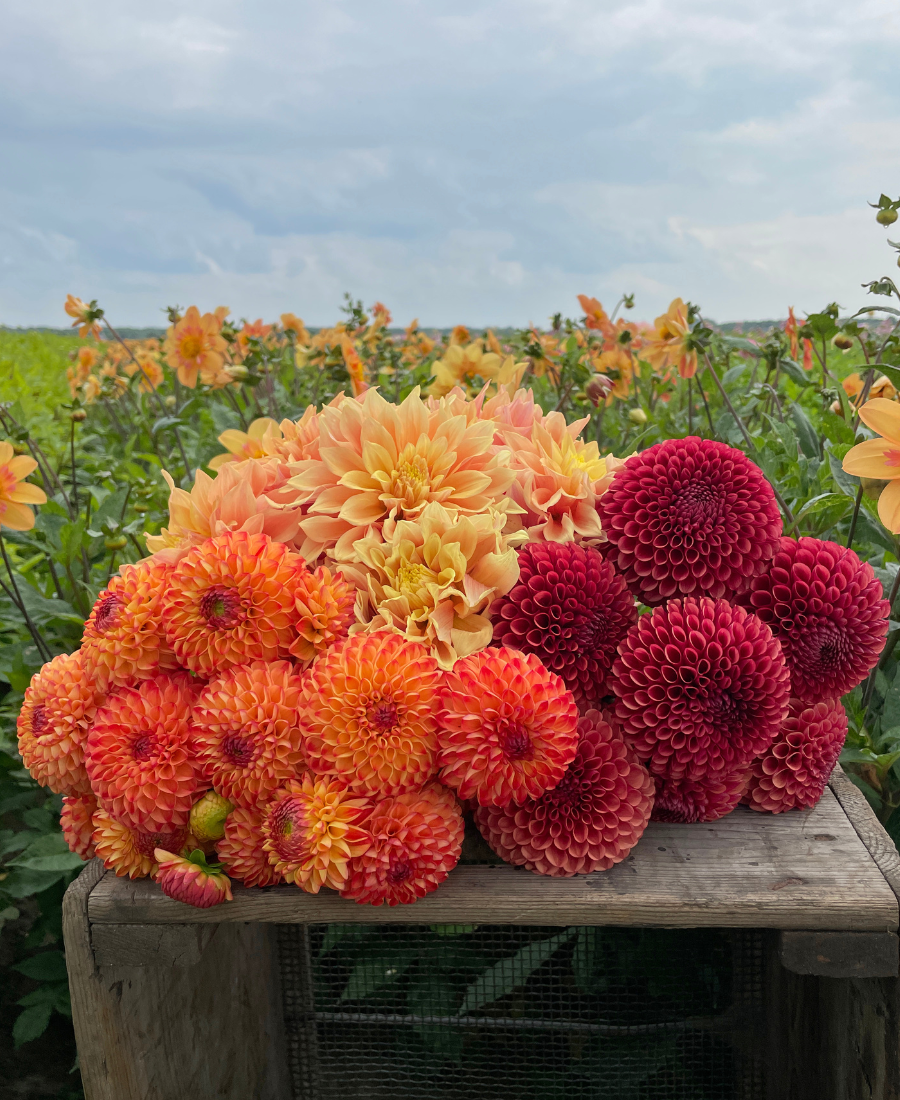 Red dahlia discount