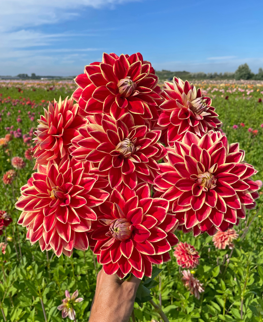 Red Dahlia Maxime