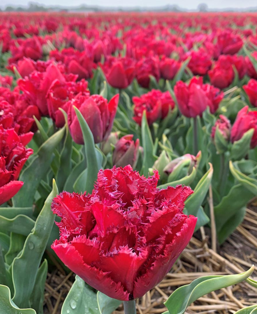 Red tulip Cranberry Tristal