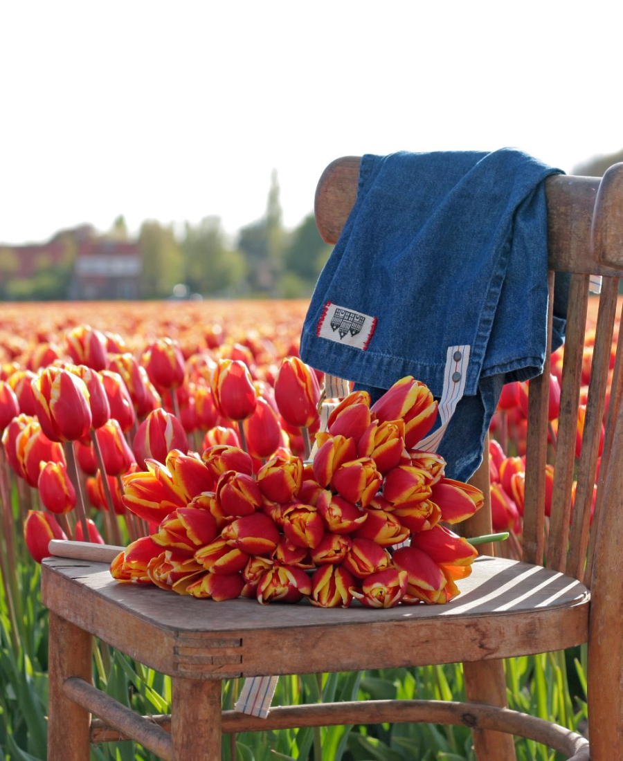 Red tulips Denmark