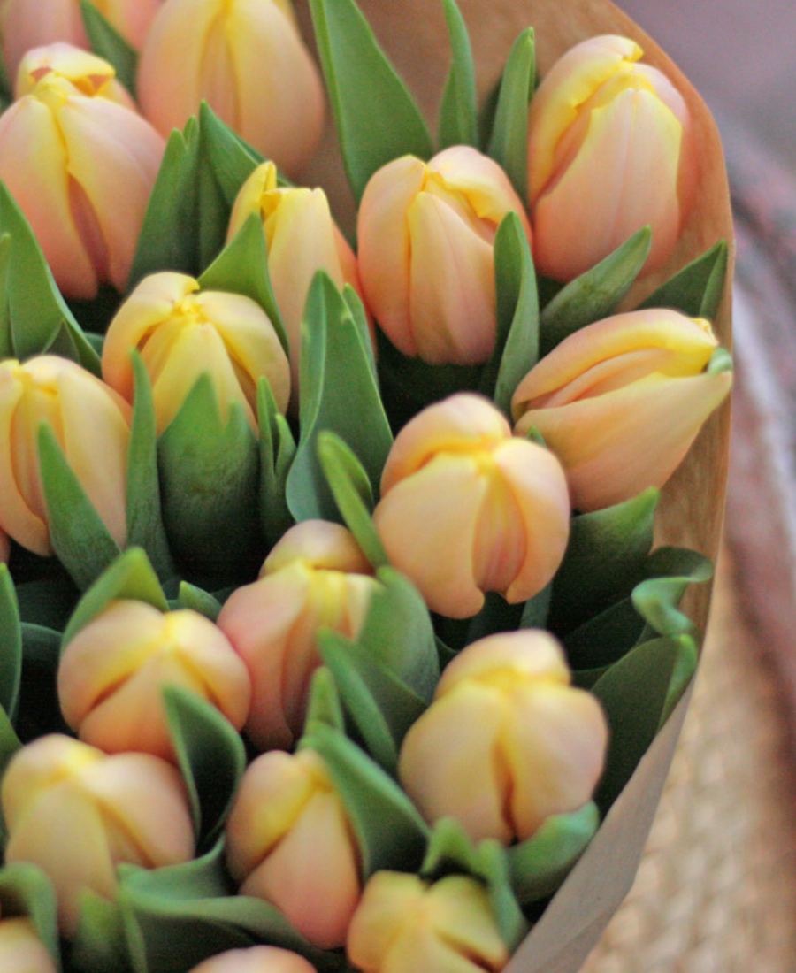 Tulip bulbs Mango Charm