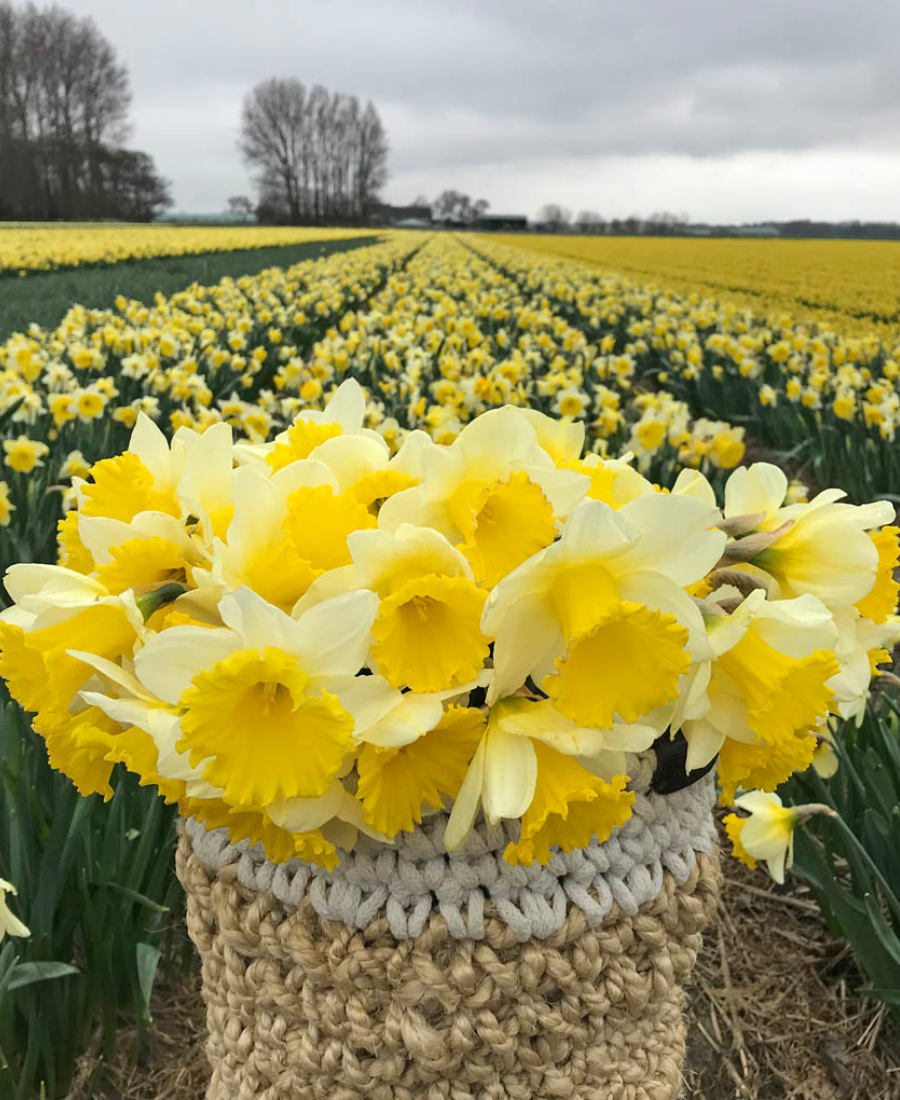 White Daffodil Holland Sensation