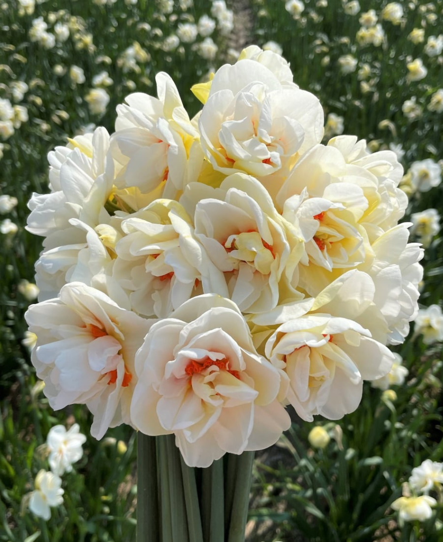 White Daffodil Acropolis