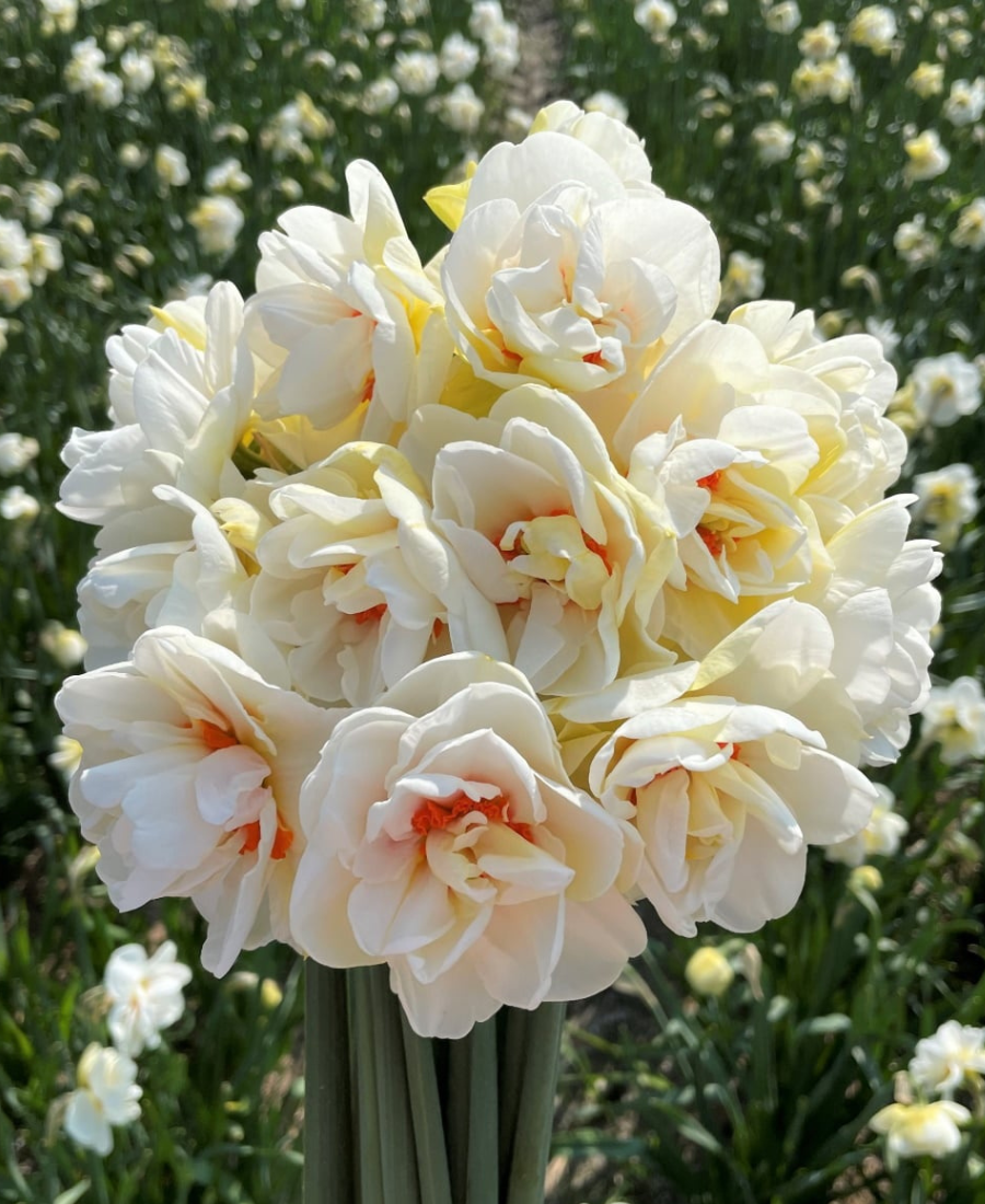 White Daffodil