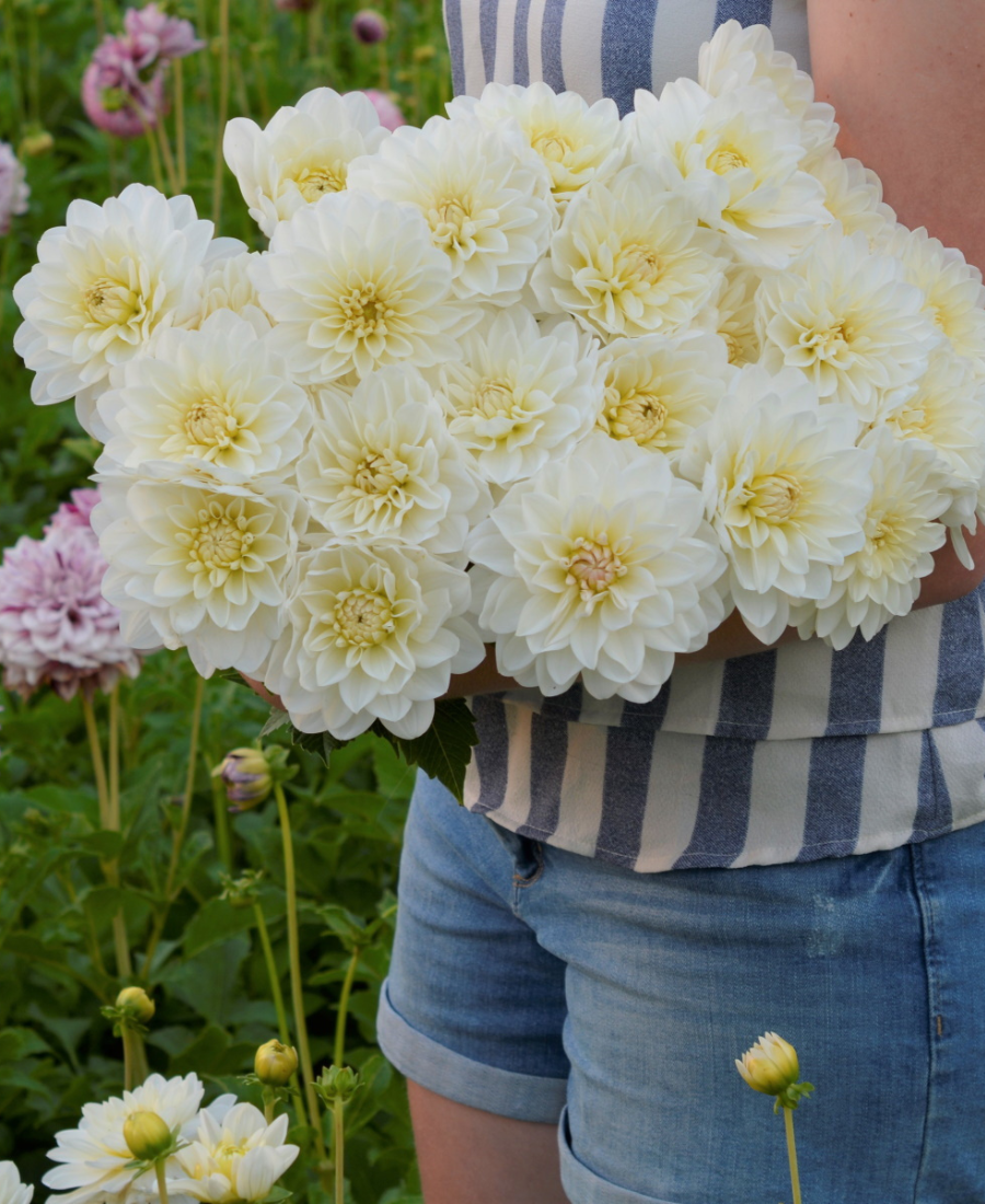 White Dahlia Flowers