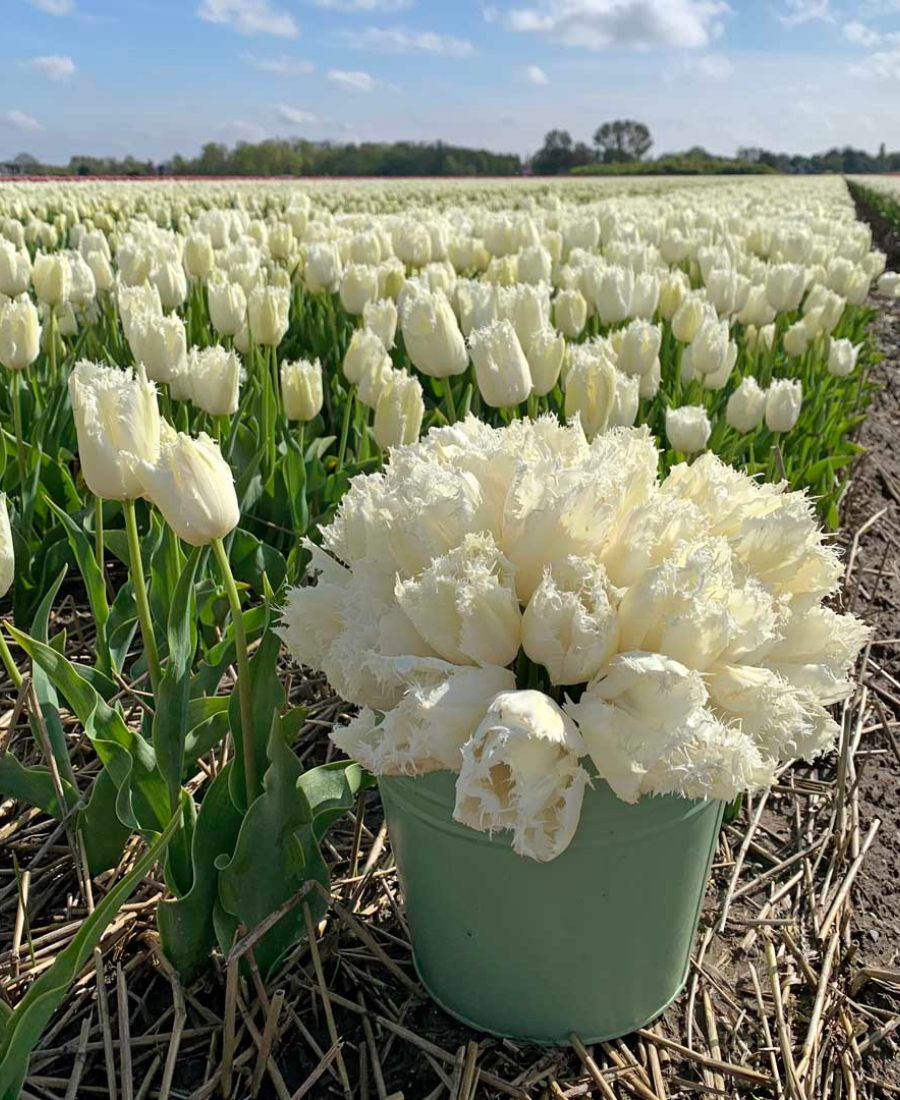 White tulip Noordeinde