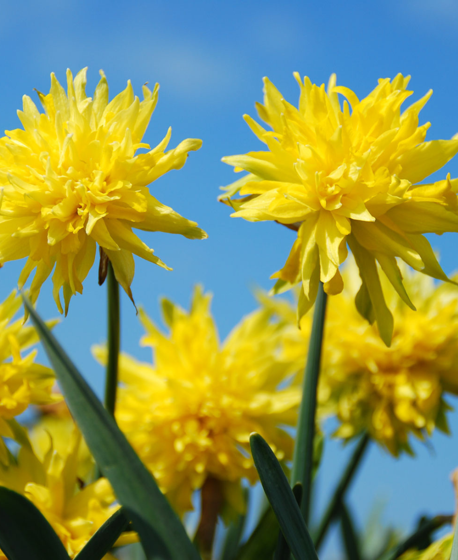Yellow Daffodil Rip van Winkle