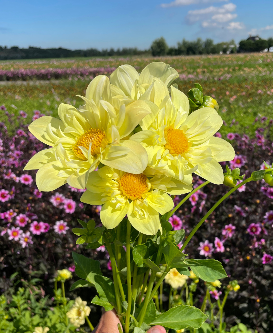 Yellow Dahlia Kelsey Sunshine