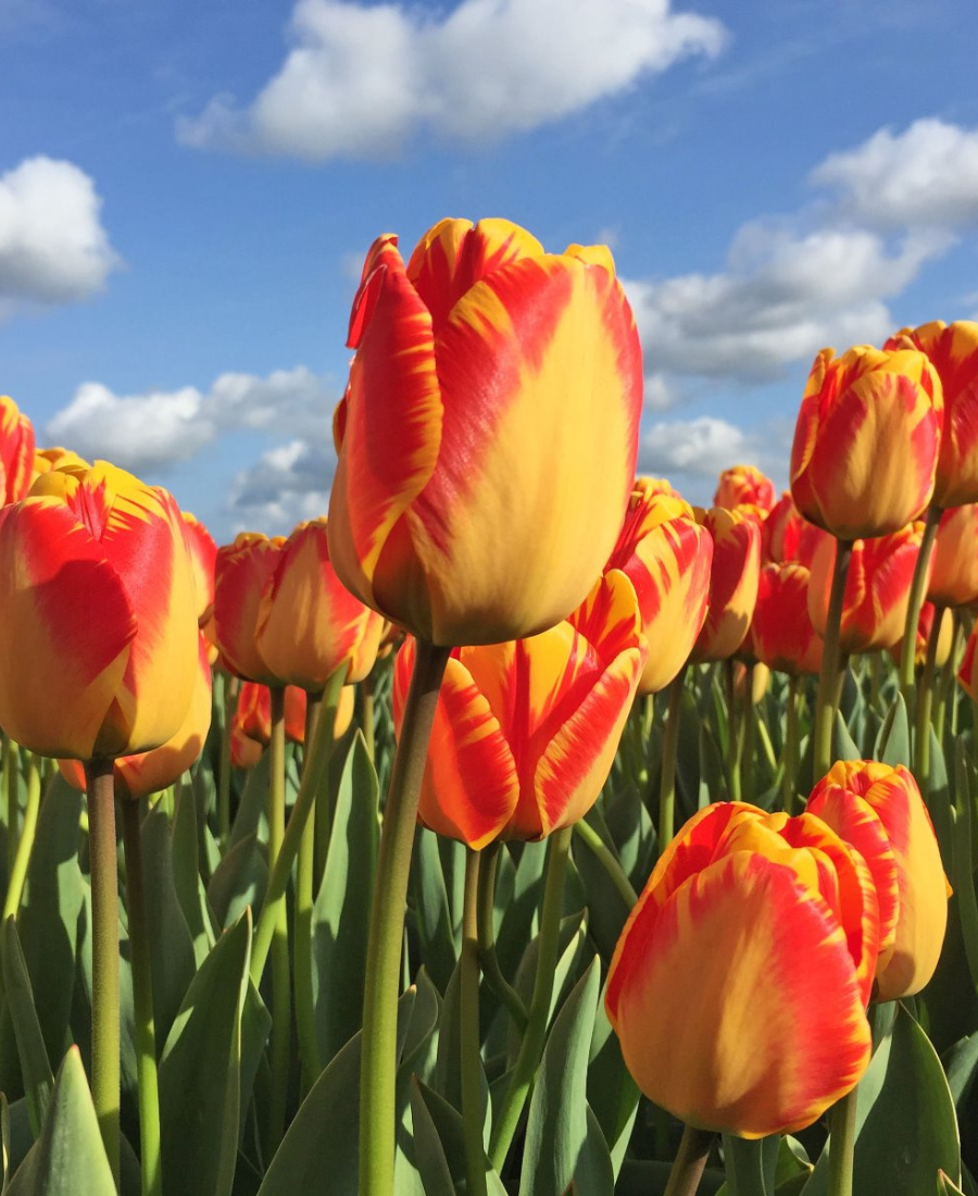 Yellow tulip Banja Luka