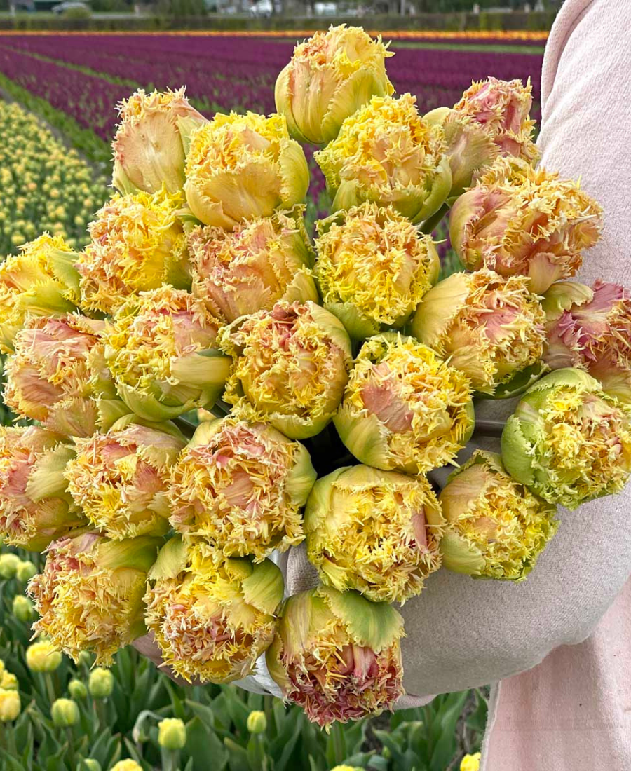 Yellow tulips Esprit