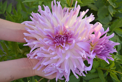 dinnerplate Dahlia Mingus Randy