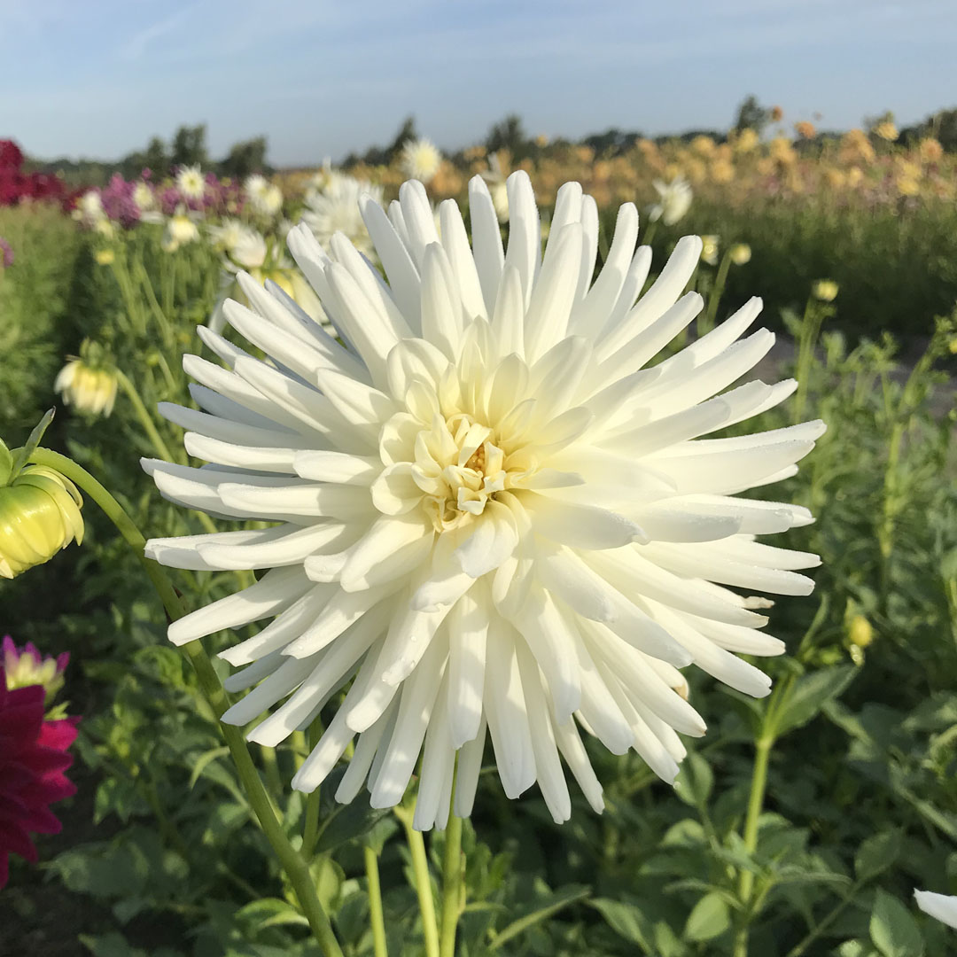 Cactus Dahlia White