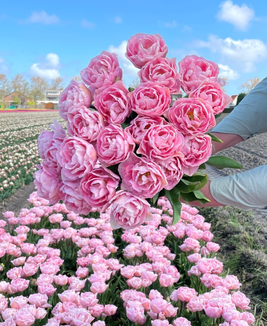 double tulip mariage